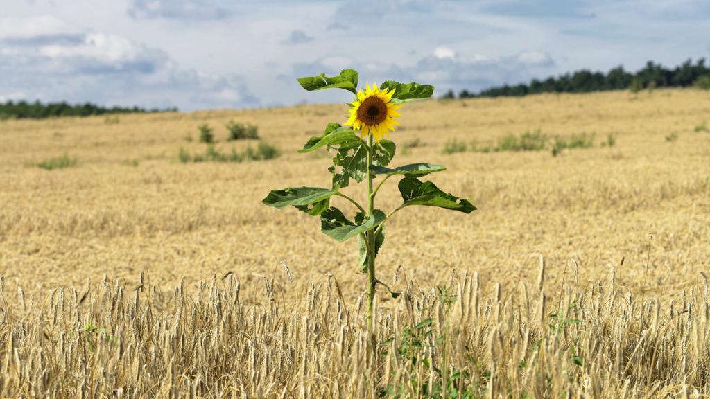Blühende Sonnenblume in einem Weizenfeld im Sommer