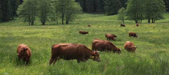 Harzer Rotvieh, Großes Helltal bei Rothesütte