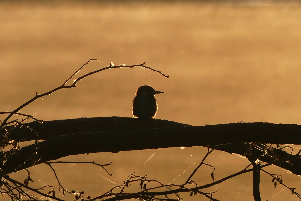 Eisvogel an der Ilm (Aufn. M. Frenkel)