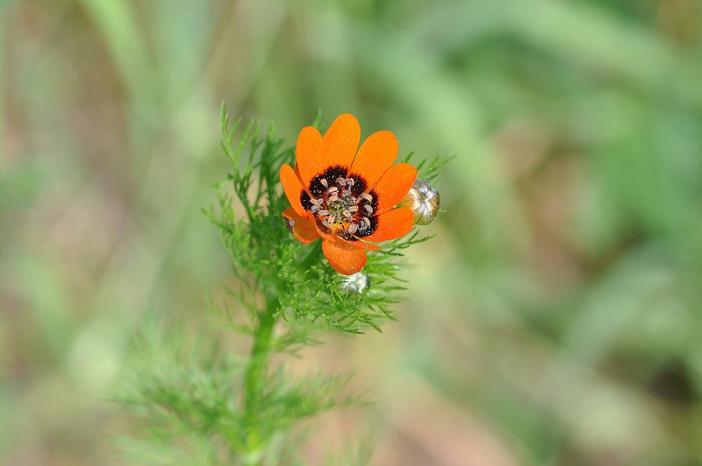 Zur Ackerbegleitflora gehört u.a. das Sommeradonisröschen (Adonis aestivalis) (Aufn. A.Lux)