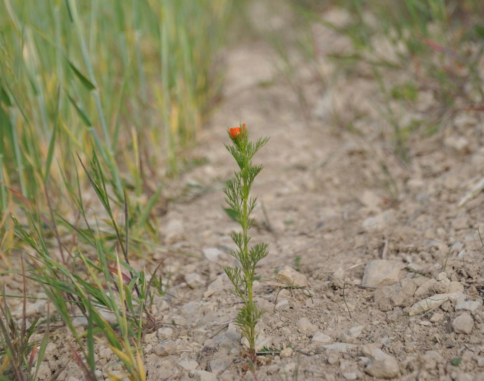 Ackerbegleitflora profitiert von der Maßnahme RA (extensiv genutzte Ackerrandstreifen) (Aufn. A.Lux)