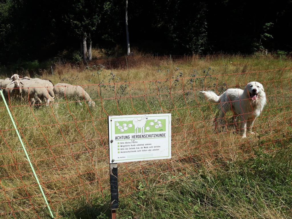 Da Herdenschutzhunde ihre Herde auch gegenüber fremden Menschen oder Hunden verteidigen, sollten Wanderer die Hinweisschilder sehr ernst nehmen. (Aufn. W. Wolff)