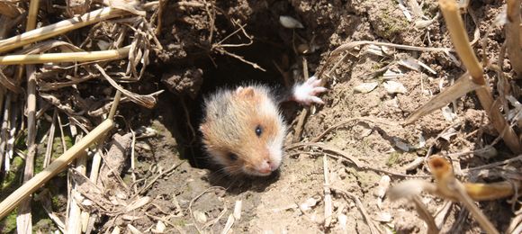 Zum Erhalt der Feldhamster (Cricetus cricetus)-Vorkommen in Thüringen werden drei neue Maßnahmen (F1, F2 und F3) in der neuen KULAP-Förderperiode angeboten (Aufn. S. Martens)
