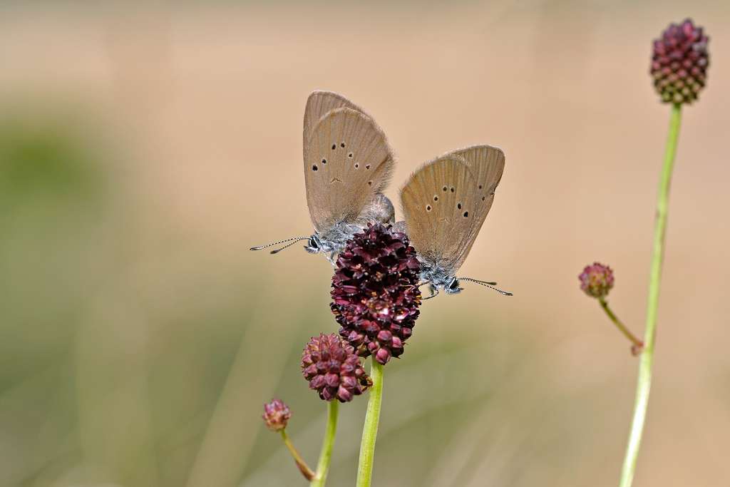 Den Ansprüchen des Dunklen Wiesenknopf-Ameisenbläulings (Maculinea nausithous) wird mit einer speziellen Bewirtschaftungsvorgabe innerhalb der Maßnahme M (Mahd auf Biotop-Grünland) Rechnung getragen (Aufn. A. Lux)