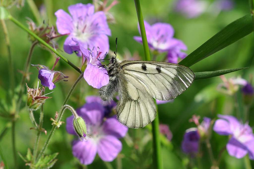 Vorkommen des Schwarzen Apollos (Parnassius mnemosyne) können mit speziellen Bewirtschaftungsvorgaben auf Biotopgrünland gefördert werden (Aufn. A. Lux)