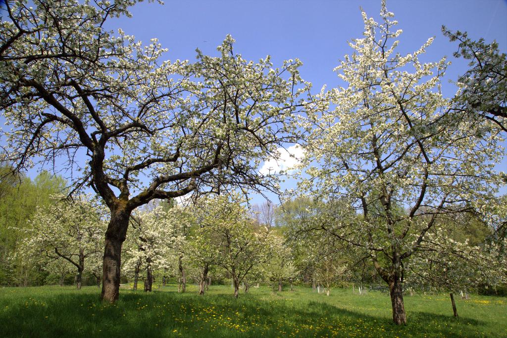 Streuostwiese