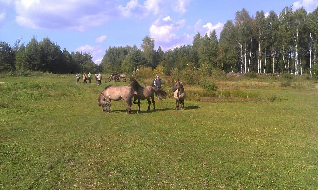 Kompensationsmaßnahme: Pflege einer halboffenen Weidelandschaft mit Koniks (Ponyrasse)