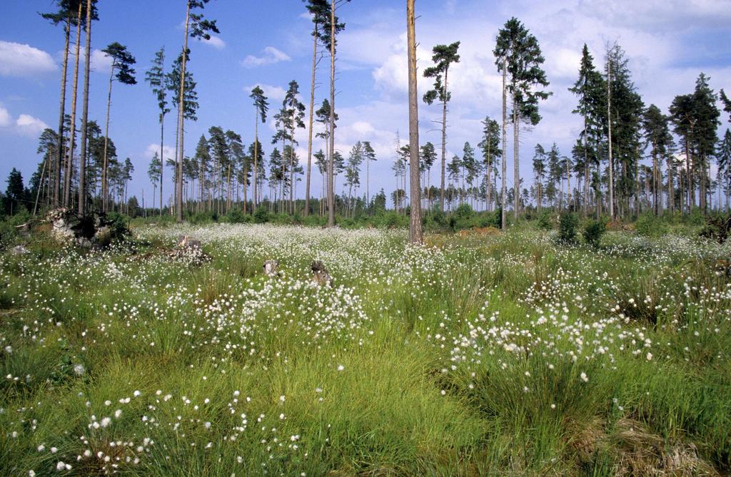 Moorlandschaft - klimaschutzrelevantes Refugium seltener Arten - als Kernfläche des Feuchtlebensraumverbundes