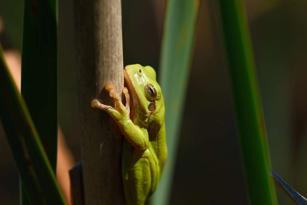 Laubfrosch im Röhricht (Aufn. H.-J. Hahn)