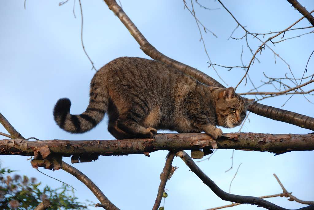 Wildkatze im Gehege (Aufn. A. Rothgänger)