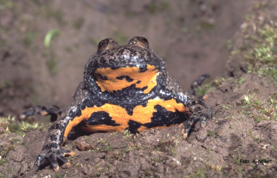 Gelbbauchunke (Bombina variegata) (Aufn. A. Nöllert)