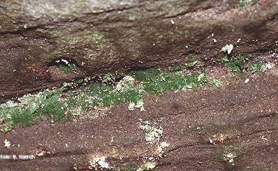 Prächtiger Dünnfarn (Trichomanes speciosum) (Aufn. H. Korsch)