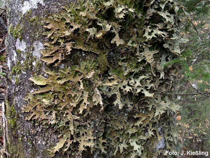 flech_Lobaria-pulmonaria_2_1_MB_Werth_LBV_k