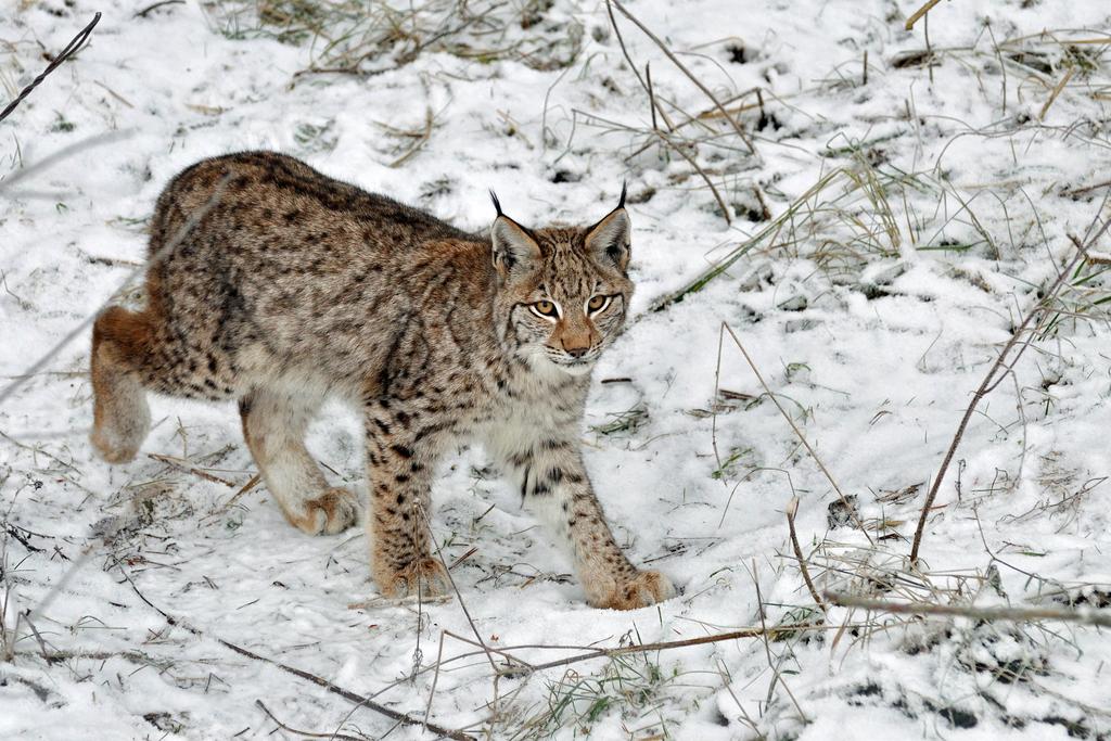 Bild: Luchs im Wildpark Schorfheide (Aufn. A. Lux)