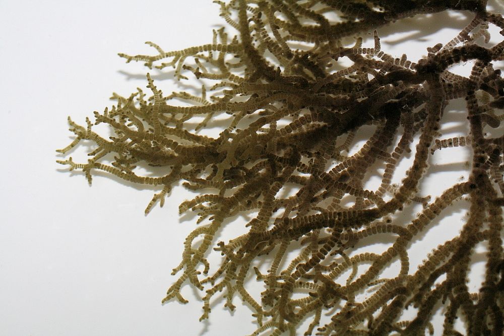 Froschlaichalge, Batrachospermum gelatinosum (Bild: H. Korsch) Makroskopische Süßwasser-Rotalgen: Froschlaichalge Batrachospermum gelatinosum