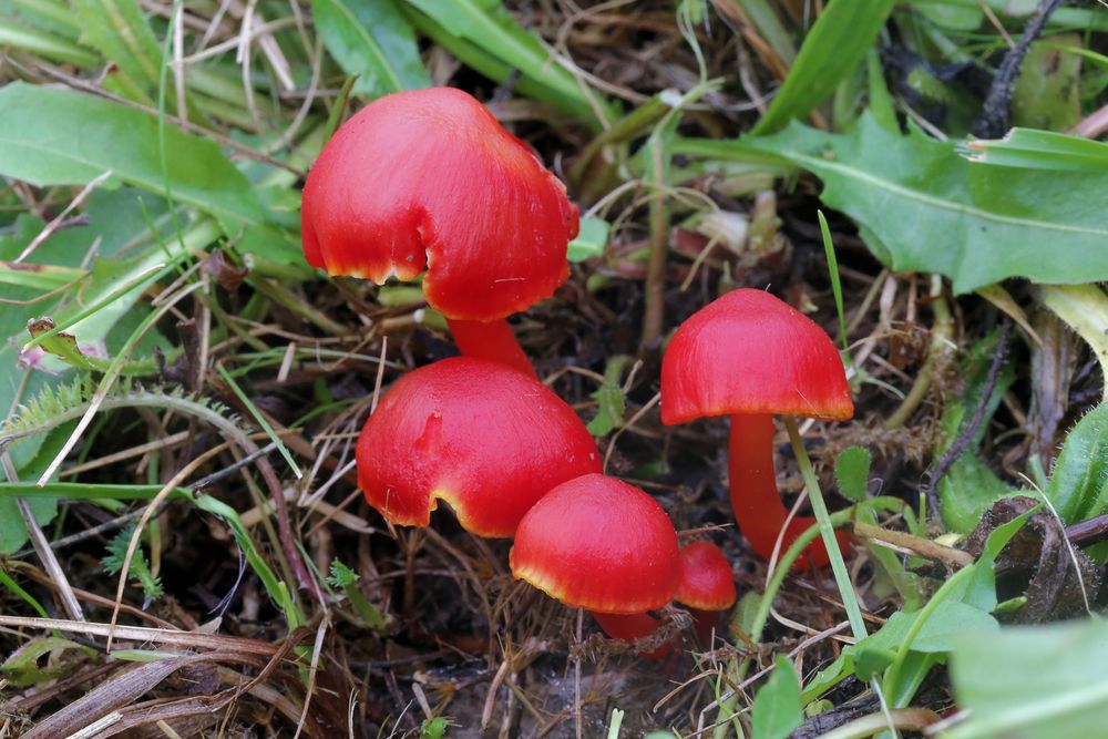 Kirschroter Saftling, Hygrocybe coccinea (Bild: H. Korsch) Pilze: Granatroter Saftling, Hygrocybe punicea