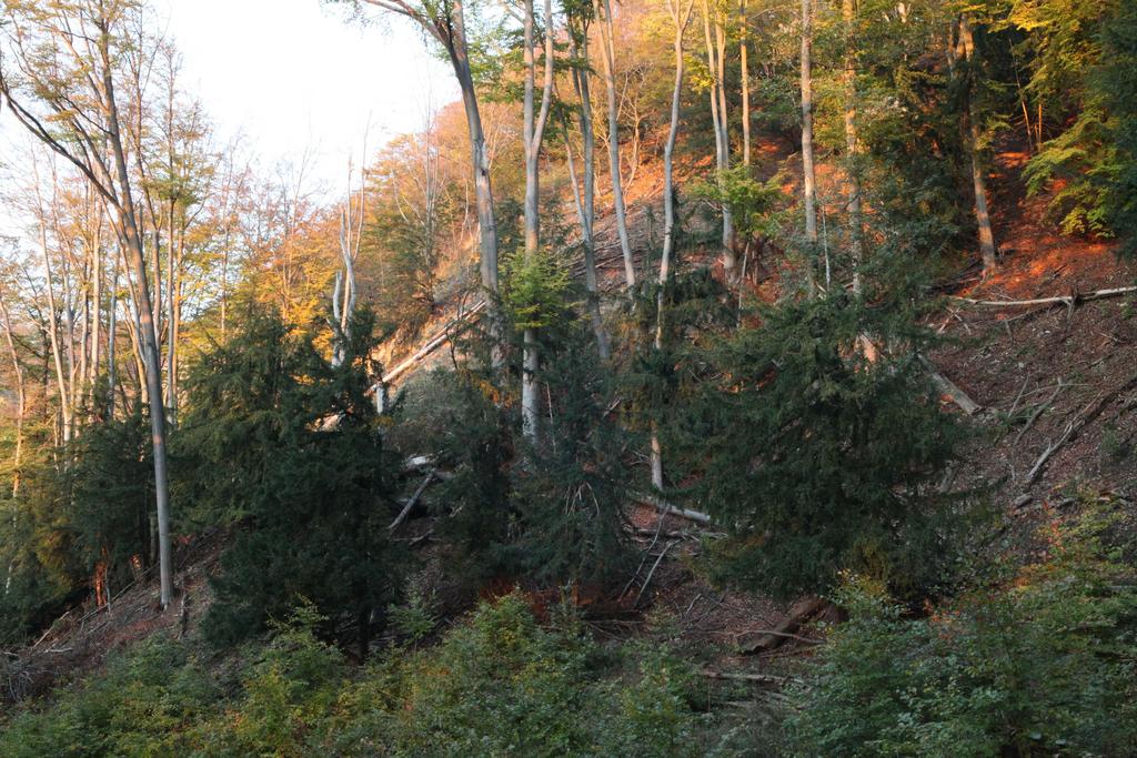Eiben-Buchenwald zwischen Dietzenröder und Vatteröder Stein im NSG „Stein – Rachelsberg“ (Lkr. Eichsfeld). (Aufn. Holm Wenzel 23.10.2011)