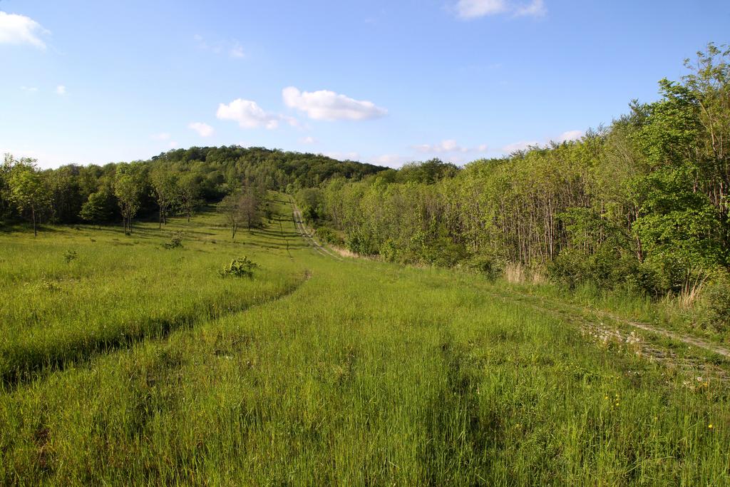 Ehemaliger Grenzstreifen am Hesselwald mit Blick nach Norden zum Hesselkopf im NSG „Stein – Rachelsberg“ (Lkr. Eichsfeld). (Aufn. Holm Wenzel 25.05.2019)