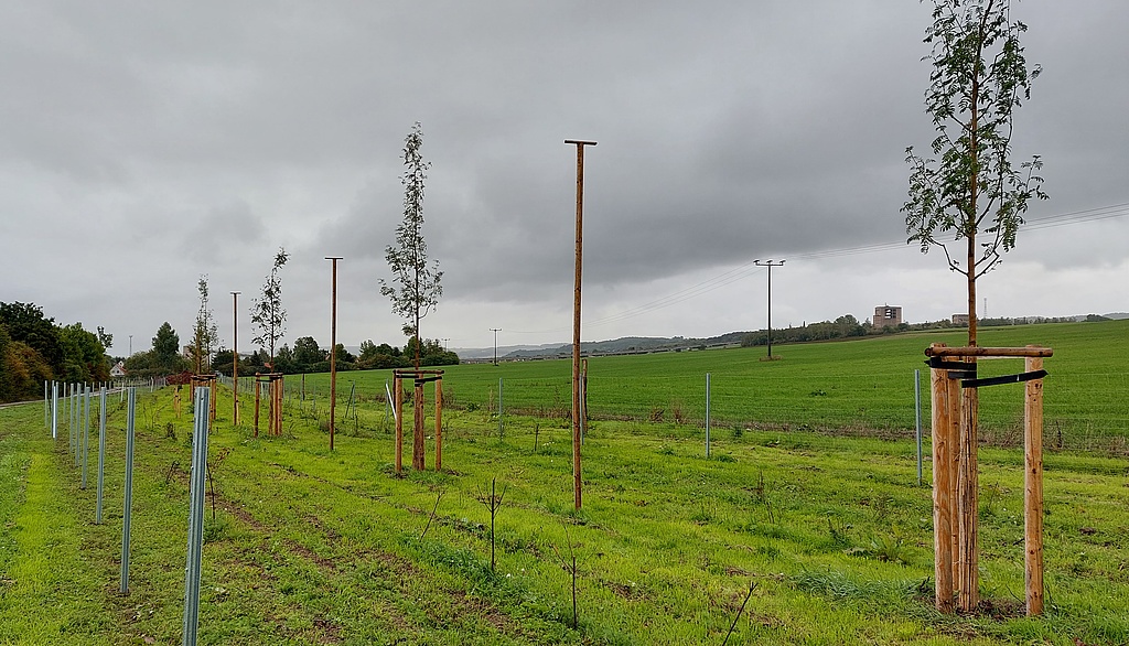 Als Geschützter Landschaftsbestandteil geschützte Heckenpflanzung mit Bäumen – Ausgleichsmaßnahme für den Um- und Ausbau der B 281 bei Könitz (Landkreis Saalfeld–Rudolstadt). (Foto: TLUBN 27.09.2022)