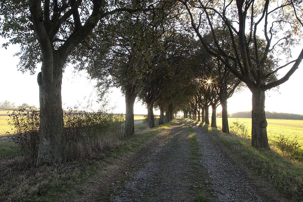 Als Naturdenkmal geschützt: „Mehlbeerbaumallee“ westlich Kefferhausen (Landkreis Eichsfeld). (Foto Holm Wenzel 30.09.2018)