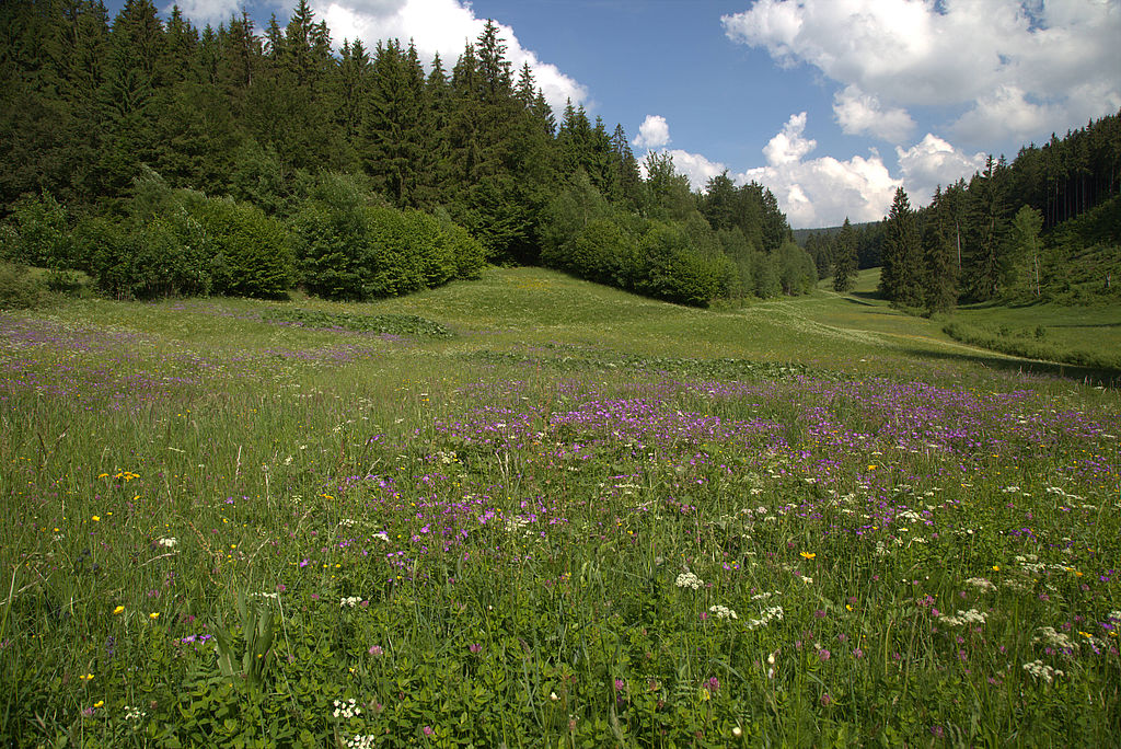 NSG „Röthengrund“ im Naturpark „Thüringer Wald“, Lkr. Sonneberg (Aufn. Holm Wenzel 05.06.2016)