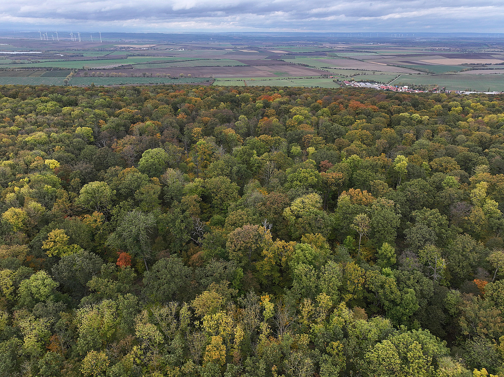 NSG 43, Blick von Süden auf das NSG „Im Haken“ im östlichen Ausläufer der Fahnerschen Höhe südsüdwestlich Witterda (hinten rechts, Landkreis Sömmerda) mit edellaubholzreichem Labkraut-Eichen-Hainbuchenwald. (Foto: Holm Wenzel, 19.10.2024)