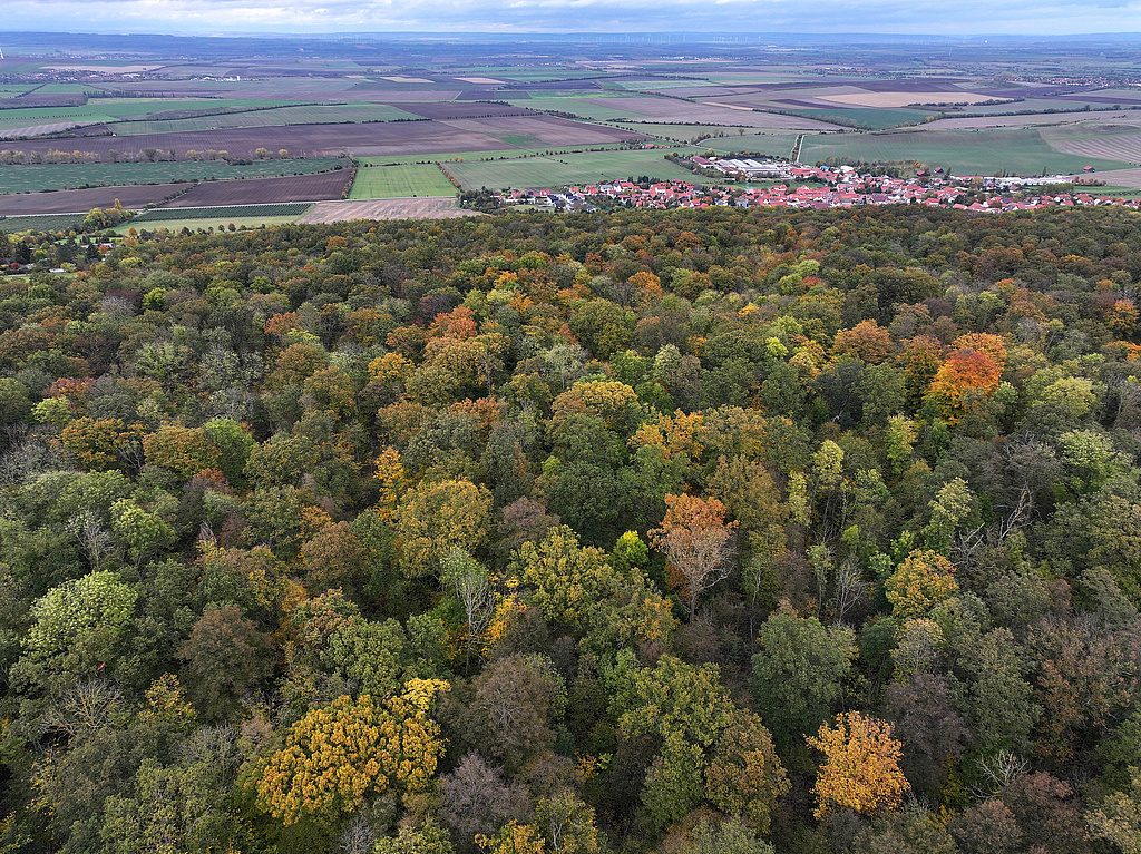 NSG 43, Blick von Südsüdwest auf das NSG „Im Haken“ im östlichen Ausläufer der Fahnerschen Höhe südsüdwestlich Witterda (hinten, Landkreis Sömmerda) mit edellaubholzreichem Labkraut-Eichen-Hainbuchenwald. (Foto: Holm Wenzel, 19.10.2024)