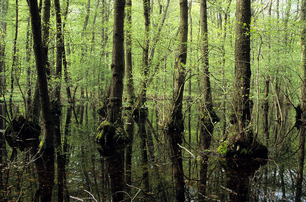 NSG 048, Erlen-Bruchwald im Totalreservat im südlich der Autobahn A4 liegenden Teil des NSG „Aspenbusch“ (kreisfreie Stadt Erfurt). (Foto: Holm Wenzel, 08.05.2010)