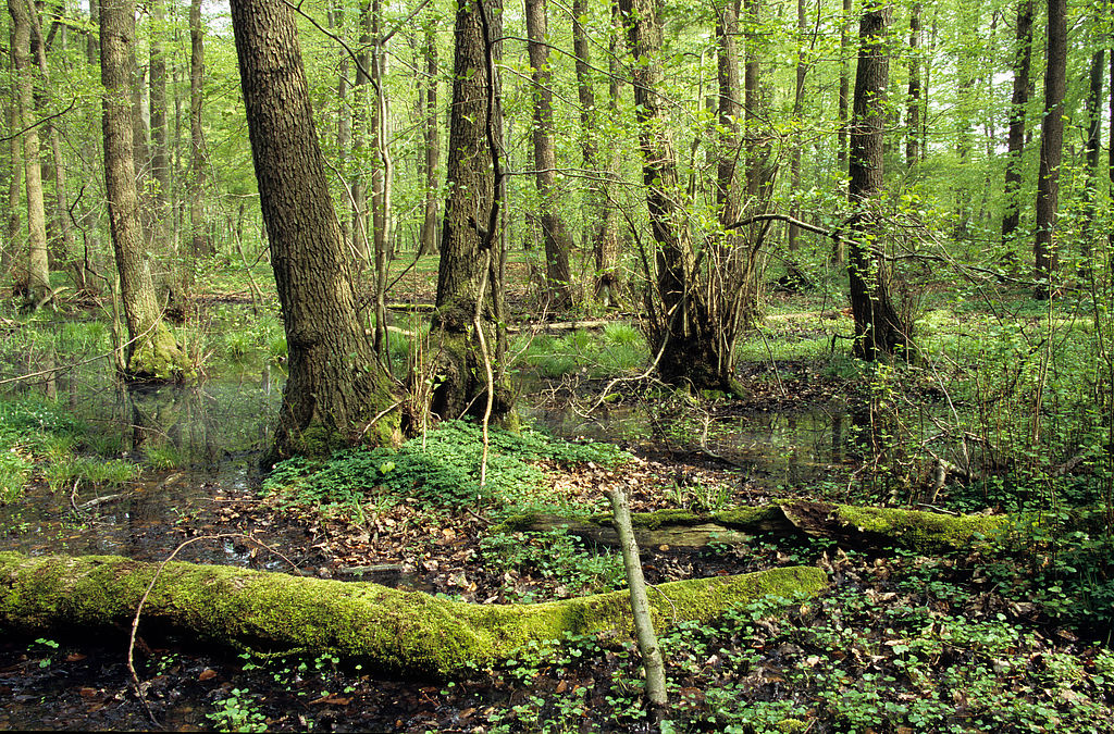 NSG 048, Erlen-Bruchwald im Totalreservat im südlich der Autobahn A4 liegenden Teil des NSG „Aspenbusch“ (kreisfreie Stadt Erfurt). (Foto: Holm Wenzel, 08.05.2010)