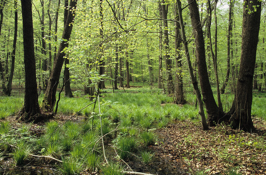 NSG 048, Erlen-Bruchwald im Totalreservat im südlich der Autobahn A4 liegenden Teil des NSG „Aspenbusch“ (kreisfreie Stadt Erfurt). (Foto: Holm Wenzel, 08.05.2010)