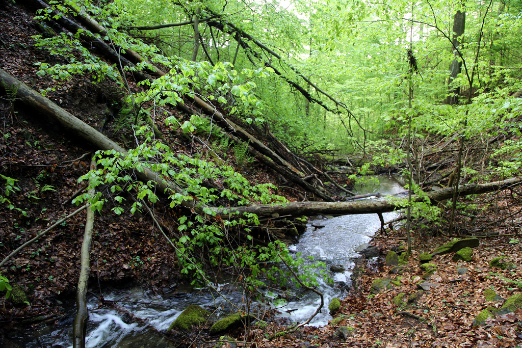 NSG 161, Röhrengraben im Osten des NSG "Buchenberg" bei Weida (Landkreis Greiz). (Foto: Holm Wenzel, 14.05.2021)