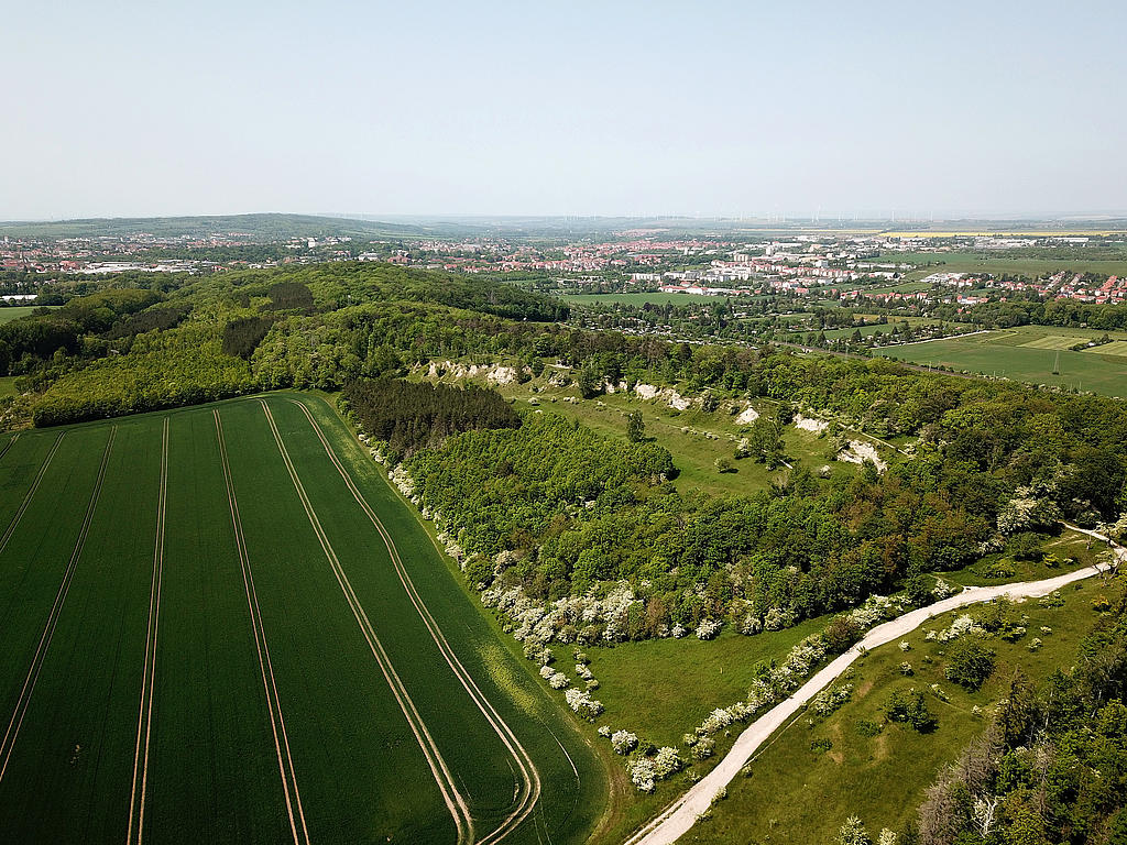 NSG 379, Blick von Südosten auf den Kleinen Seeberg bei Gotha (Landkreis Gotha), von dem der im Bild vordere Teil mit ehemaligem Kalksteinbruch zum NSG „Seeberg“ gehört. (Foto: Holm Wenzel, 27.05.2023)