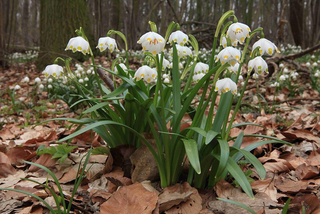 NSG 379, Märzenbecher Leucojum vernum auf der Nordseite des Seeberges bei der Ifflandquelle im NSG „Seeberg“ (Landkreis Gotha). (Foto: Holm Wenzel, 14.04.2014)