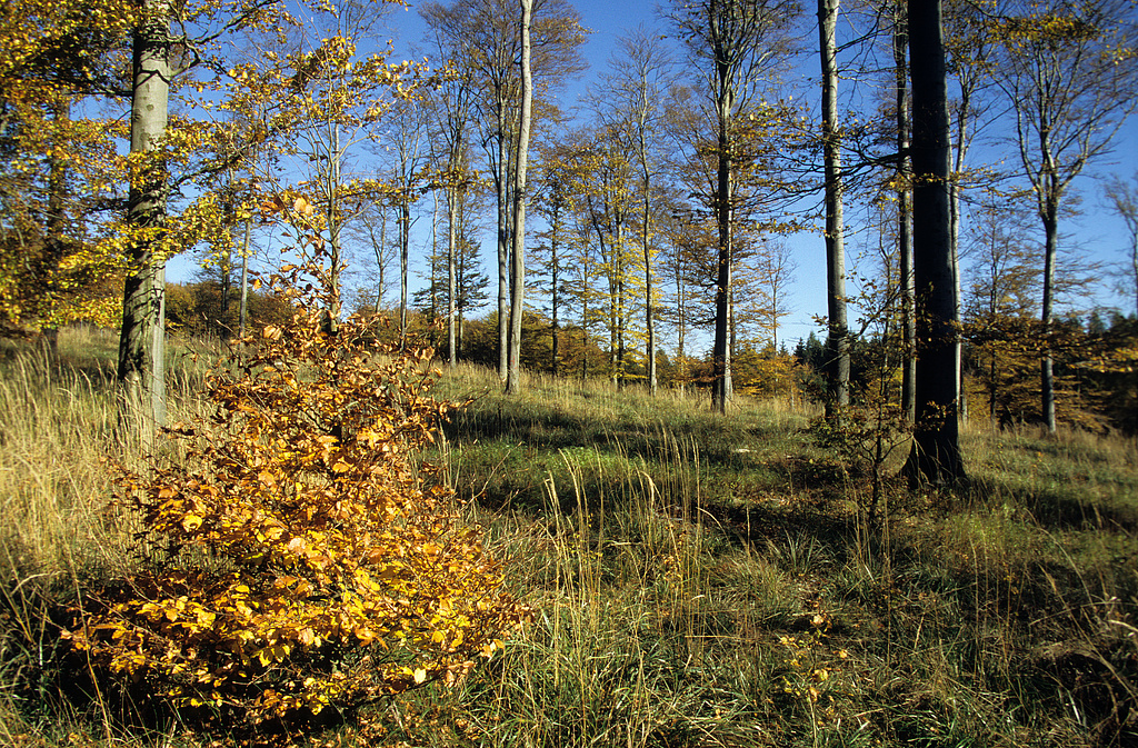 NSG 1, stark aufgelichteter Hainsimsen-Buchenwald im NSG „Vogelherd“ (Landkreis Nordhausen). (Foto: Holm Wenzel, 14.10.2007)