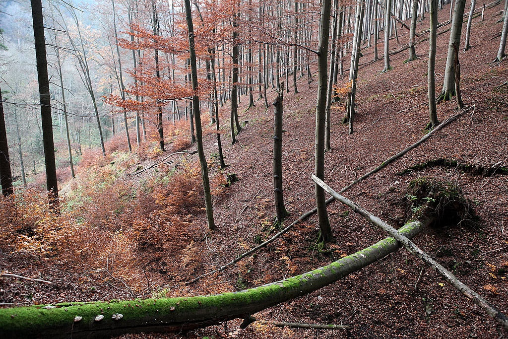 NSG 2, forstlich nicht mehr genutzter Wald (mit dem alten Totalreservat nach der Kerbe, hier: Hainsimsen-Buchenwald) am östlichen Talhang der Großen Lindenhöhle im NSG „Gräfenthal“ (Landkreis Nordhausen). (Foto: Holm Wenzel, 05.11.2011)