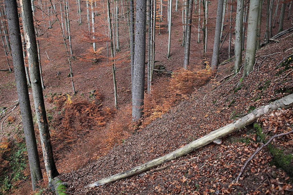 NSG 2, forstlich nicht mehr genutzter Wald (mit dem alten Totalreservat nach der Kerbe, hier: Hainsimsen-Buchenwald) am östlichen Talhang der Großen Lindenhöhle im NSG „Gräfenthal“ (Landkreis Nordhausen). (Foto: Holm Wenzel, 05.11.2011)