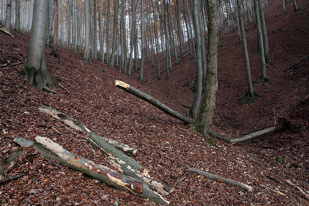 NSG 2, forstlich nicht mehr genutzter Wald (mit dem Totalreservat links von der Kerbe, hier: Hainsimsen-Buchenwald) am östlichen Talhang der Großen Lindenhöhle im NSG „Gräfenthal“ (Landkreis Nordhausen). (Foto: Holm Wenzel, 05.11.2011)