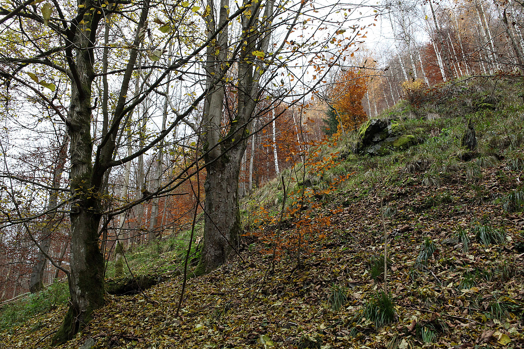 NSG 2, forstlich nicht mehr genutzter Wald am östlichen Unterhang im Süden des Tals der Großen Lindenhöhle (geplante Erweiterung des NSG „Gräfenthal“, Landkreis Nordhausen). (Foto: Holm Wenzel, 05.11.2011)