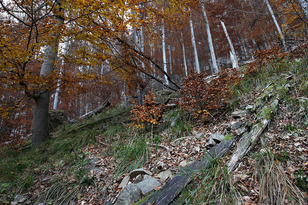 NSG 2, forstlich nicht mehr genutzter Wald am östlichen Unterhang im Süden des Tals der Großen Lindenhöhle (geplante Erweiterung des NSG „Gräfenthal“, Landkreis Nordhausen). (Foto: Holm Wenzel, 05.11.2011)