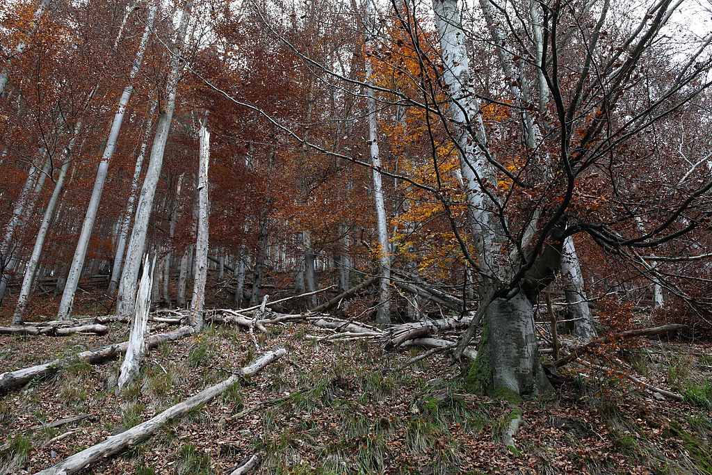 NSG 2, forstlich nicht mehr genutzter Wald am östlichen Unterhang im Süden des Tals der Großen Lindenhöhle (geplante Erweiterung des NSG „Gräfenthal“, Landkreis Nordhausen). (Foto: Holm Wenzel, 05.11.2011)