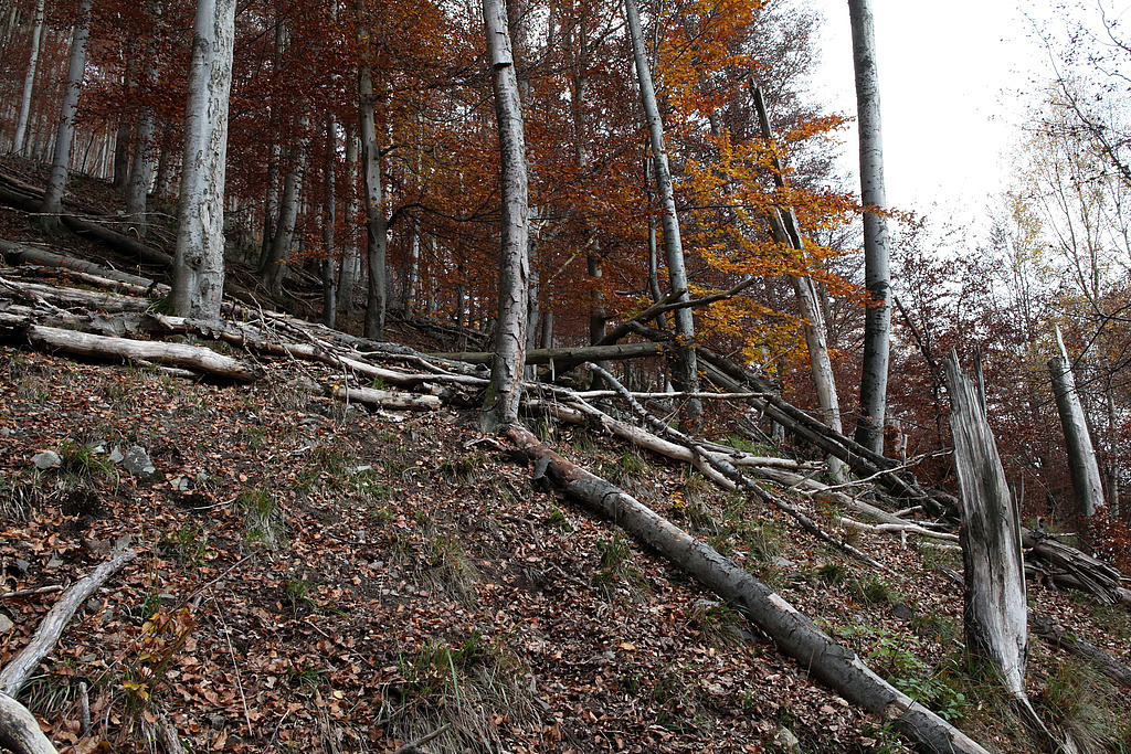 NSG 2, forstlich nicht mehr genutzter Wald am östlichen Unterhang im Süden des Tals der Großen Lindenhöhle (geplante Erweiterung des NSG „Gräfenthal“, Landkreis Nordhausen). (Foto: Holm Wenzel, 05.11.2011)