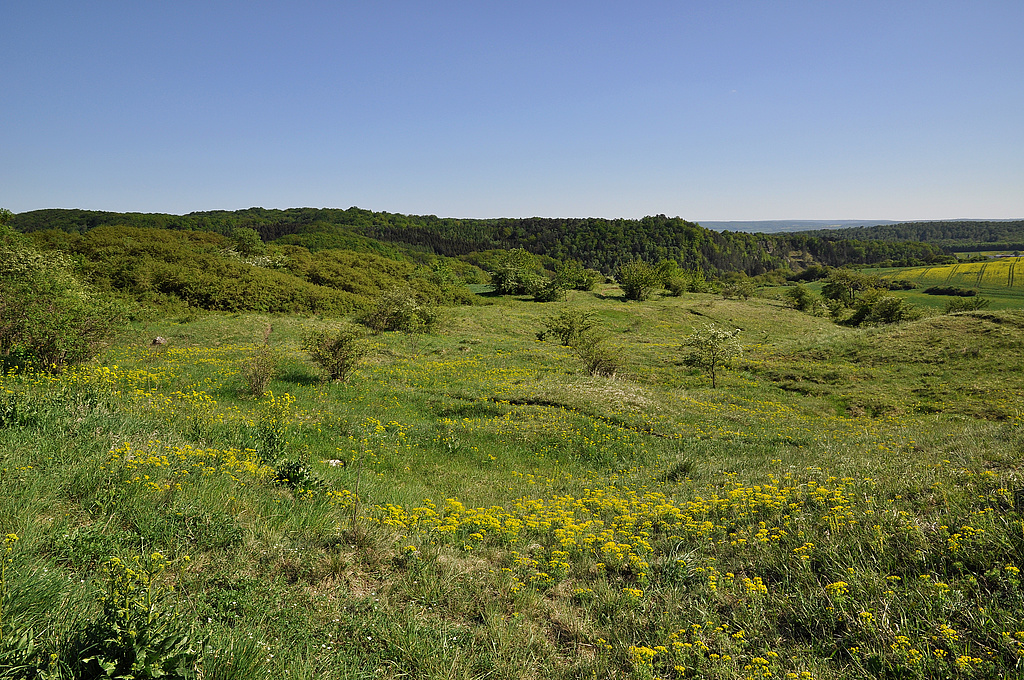 NSG 3, Blick von Nordwesten über den Singerberg nördlich Steigerthal mit Komplex aus Trespen-Schwingel-Kalk-Trockenrasen, Steppenrasen, Pionierrasen und extensiven Mähwiesen des Flach- und Hügellandes sowie Trockengebüschen über Gips zum Hoppen- (links hinten) und Schellenberg (rechts hinten) nordöstlich Steigerthal im Nordwesten des NSG „Alter Stolberg“ (Landkreis Nordhausen). (Foto: Holm Wenzel, 01.05.2011)