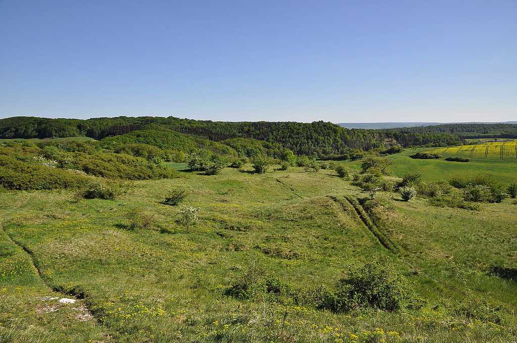 NSG 3, Blick von Nordwesten über den Singerberg nördlich Steigerthal mit Komplex aus Trespen-Schwingel-Kalk-Trockenrasen, Steppenrasen, Pionierrasen und extensiven Mähwiesen des Flach- und Hügellandes sowie Trockengebüschen über Gips zum Hoppen- (links hinten) und Schellenberg (rechts hinten) nordöstlich Steigerthal im Nordwesten des NSG „Alter Stolberg“ (Landkreis Nordhausen). (Foto: Holm Wenzel, 01.05.2011)