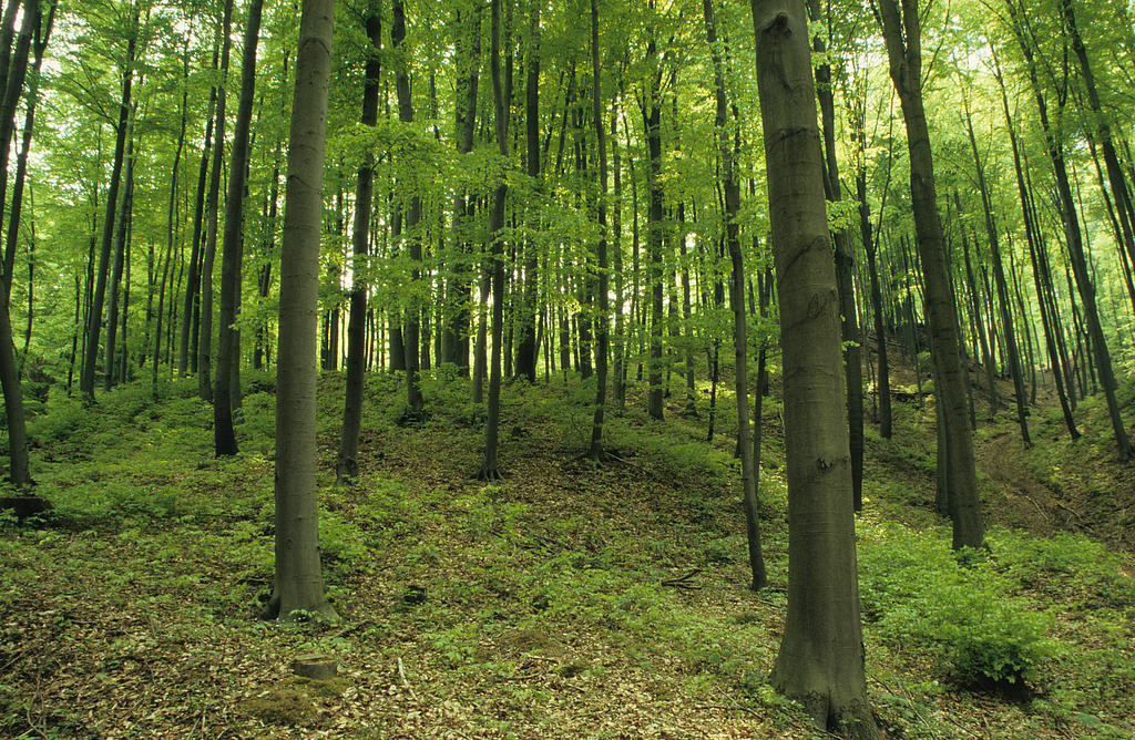 NSG 3, Orchideen-Kalk-Buchenwald im östlichen Teil des NSG „Alter Stolberg“ bei Stempeda (Landkreis Nordhausen). (Foto: Holm Wenzel, 01.05.2004)