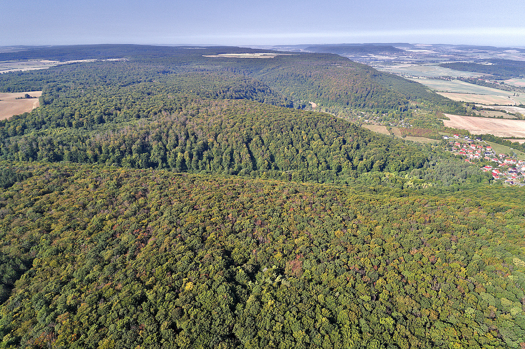NSG 5, Blick von Osten auf den Wurmsberg, den südlichen Teil des NSG „Wöbelsburg“ bei Hainrode (am Bildrand rechts, Landkreis Nordhausen) mit einer aus der forstlichen Nutzung genommenen Teilfläche des Nationalen Naturerbes „Westliche Hainleite – Wöbelsburg“. Hinter dem Taleinschnitt in der Bildmitte schließt das NSG „Westliche Hainleite“ an (Nr. 378). (Foto: V. Lautenbach/ThINK GmbH 22.09.2020, Archiv TLUBN)