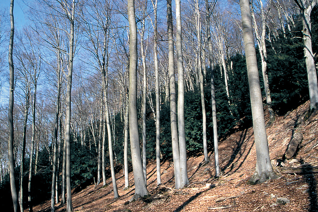NSG 7, zum Orchideen-Kalk-Buchenwald zählender Eiben-Buchenwald im NSG „Lengenberg“ westlich Lutter (Landkreis Eichsfeld). Die Eibe Taxus baccata bildet hier eine geschlossene zweite Baumschicht. (Foto: Holm Wenzel, 01.04.2005)