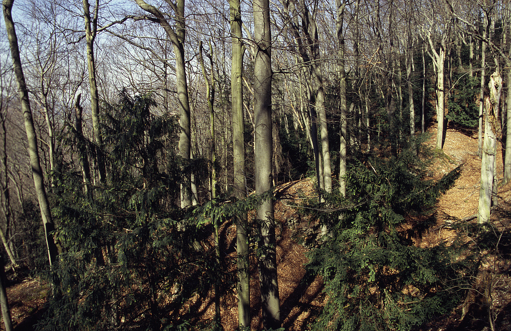NSG 7, zum Orchideen-Kalk-Buchenwald zählender Eiben-Buchenwald im NSG „Lengenberg“ westlich Lutter (Landkreis Eichsfeld). (Foto: Holm Wenzel, 01.04.2005)