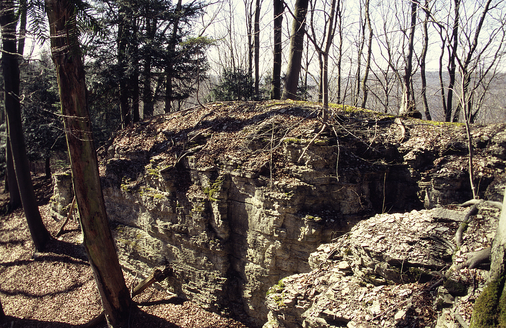 NSG 7, sich ablösende Scholle im Wellenkalk des Unteren Muschelkalkes im NSG „Lengenberg“ westlich Lutter (Landkreis Eichsfeld) mit Eiben. (Foto: Holm Wenzel, 01.04.2005)