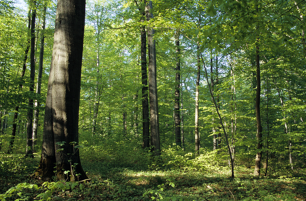 NSG 9, Buchenplenterwald im NSG „Keulaer Wald“ nordnordwestlich Keula (Gemeinde Helbedündorf, Kyffhäuserkreis). (Foto: Holm Wenzel, 21.04.2009)