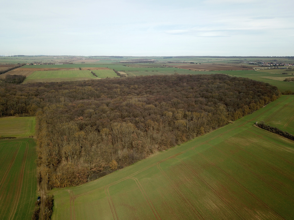 NSG 013, Blick von Süden auf den östlichen, von Erdfällen geprägten Teil des NSG „Hotzenberg“ nördlich von Ebeleben (Kyffhäuserkreis) mit dem Totalreservat. (Foto: Holm Wenzel, 17.03.2023)